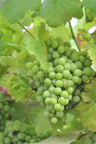 Albarino винограду — стокове фото