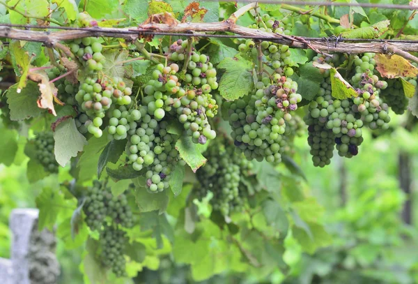 Albarino-Trauben — Stockfoto