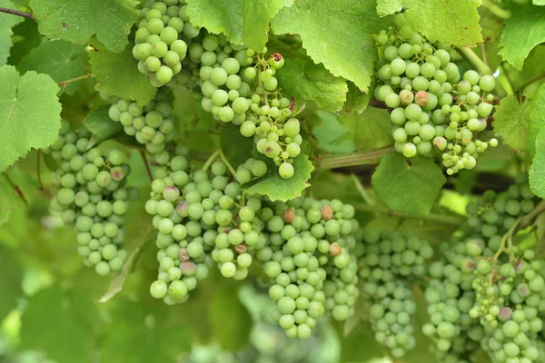 Uvas Albarino — Fotografia de Stock