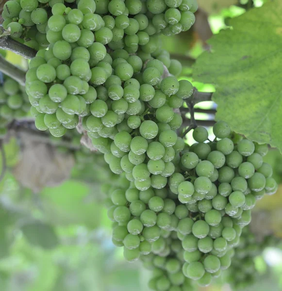 Uvas Albarino — Fotografia de Stock