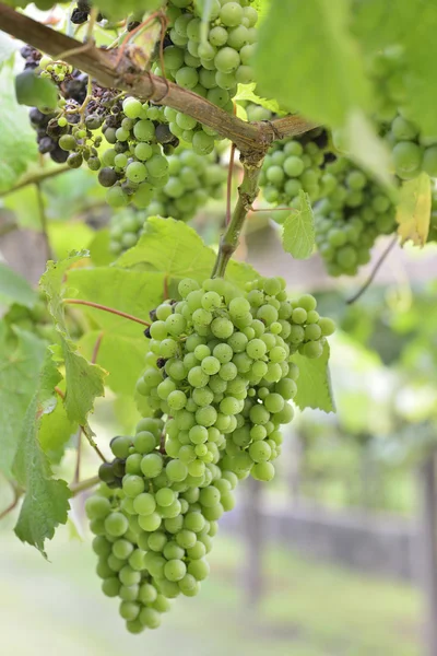 Uvas de albarino — Foto de Stock