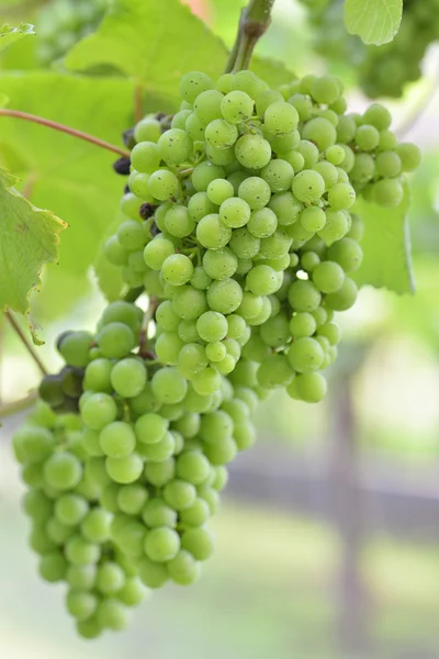 Uvas de albarino — Foto de Stock