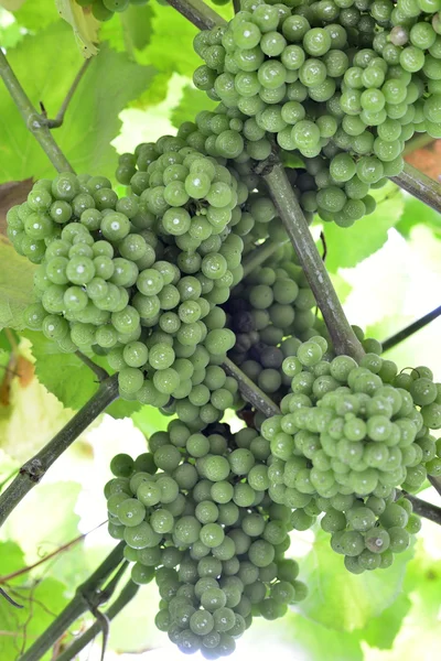 Uvas y Vinos — Foto de Stock