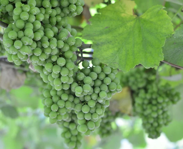 Uvas y Vinos — Foto de Stock