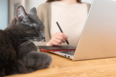 Gri kedi tahta masada uyurken bej tişörtlü kadın grafik tabletine resim çiziyor. Millennial Freelancer merkez ofisten çalışıyor. Evcil hayvana seçici odaklanma.