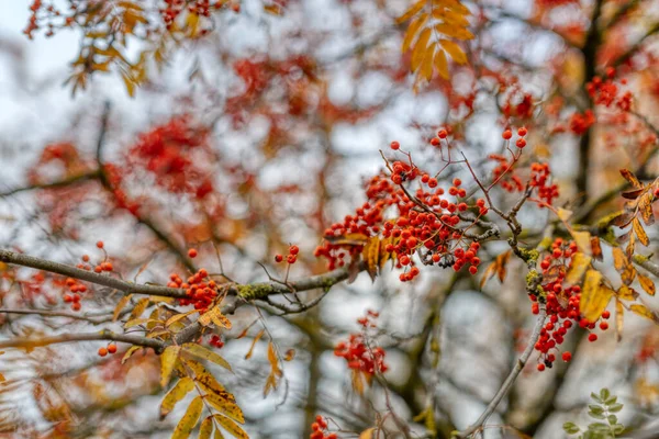 Ljusröda Bär Askträ Grenen Gula Blad Höstkoncept Rowan Frukter Grenar — Stockfoto