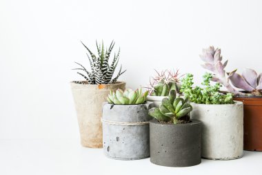 Succulents ve kaktüs beton tencere. İskandinav hipster odası iç