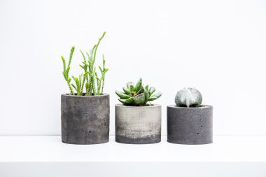 Succulents ve kaktüs beton tencere. İskandinav hipster odası iç