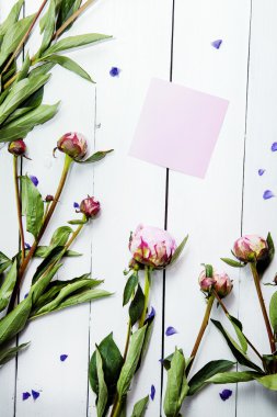 Pionies çiçek beyaz paleti tablo üzerinde. Yukarı alay