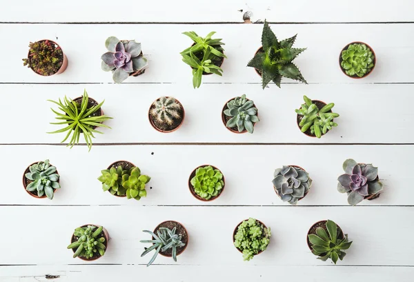 Çiçek desenli rustik klasik ahşap arka plan üzerinde. Succulents — Stok fotoğraf