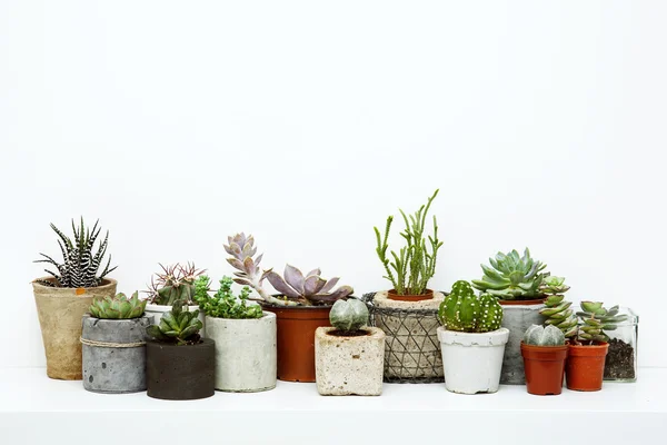 Çiçekler ve succulents. İskandinav hipster odası iç — Stok fotoğraf