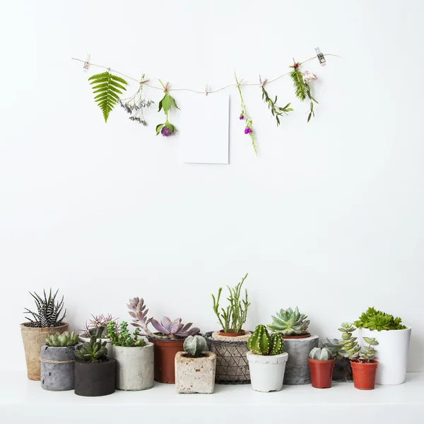 Mock up mit Blumen und Sukkulenten. skandinavisches Hipster-Interieur — Stockfoto