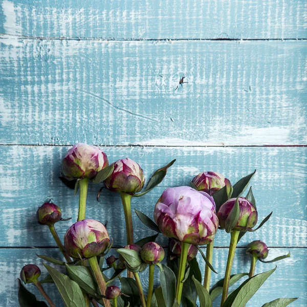 Pivoines roses fleurs sur vintage peint table en bois bleu . — Photo