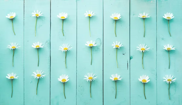 Mavi-yeşil vintage ahşap arka plan üzerinde papatya çiçek desenle yaz çiçek. — Stok fotoğraf
