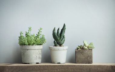 İskandinav DIY beton tencere küçük succulents, yakın çekim