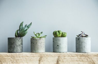 Succulent plants in pots clipart
