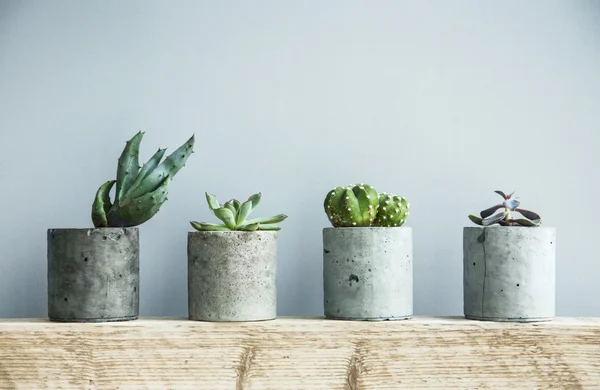 Plantas suculentas en macetas — Foto de Stock