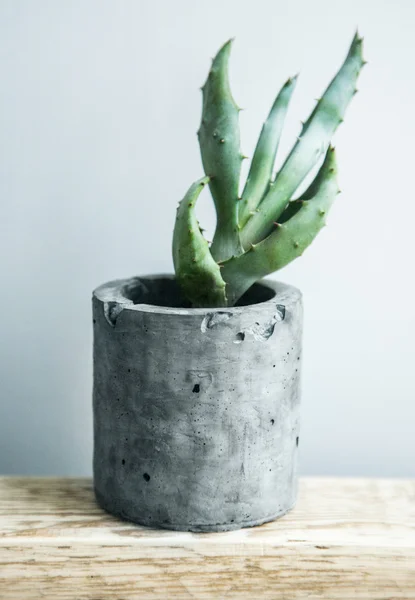 Planta suculenta em vaso — Fotografia de Stock