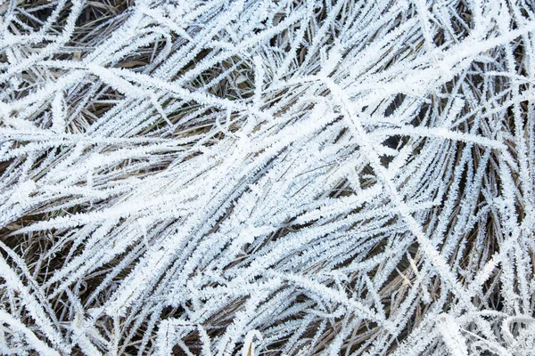Zamrzlá tráva v zimě Stock Fotografie