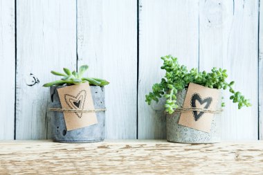 Beton pot ve hediye etiketi elle çizilmiş kalpleri ile iki succulents.