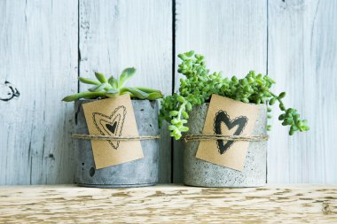 Beton pot ve hediye etiketi elle çizilmiş kalpleri ile iki succulents.