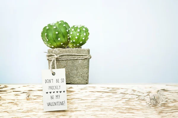 Suculenta en maceta de hormigón con etiqueta — Foto de Stock