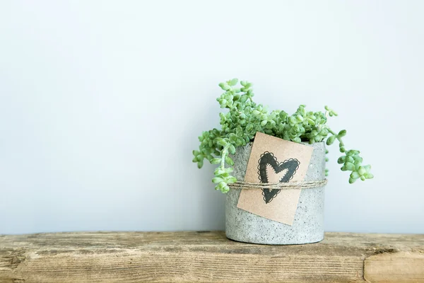 Sulu beton pot ve elle çizilmiş doodle kalpli hediye etiketi — Stok fotoğraf