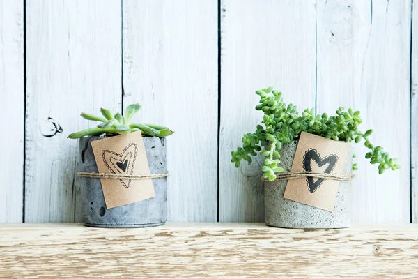 Beton pot ve hediye etiketi elle çizilmiş kalpleri ile iki succulents.