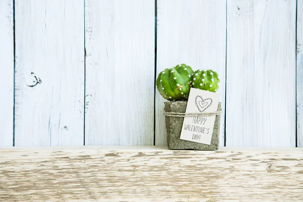 Cactus in concrete pot with tag. — Stock Photo, Image