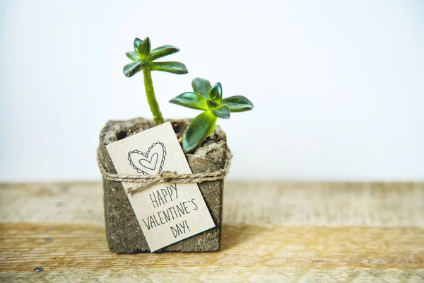 Succulent in concrete pot with tag — Stock Photo, Image