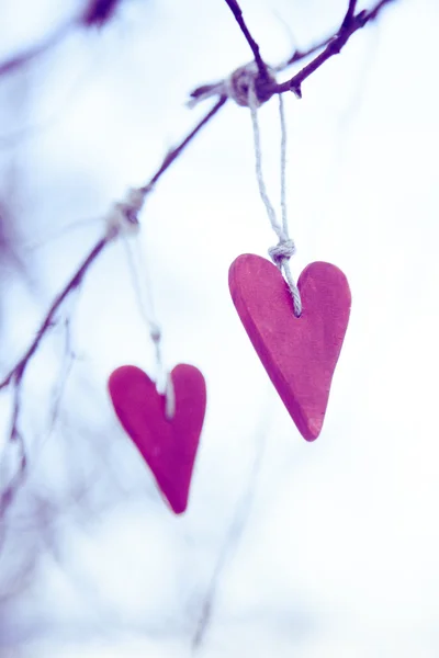 Dos San Valentín en forma de corazón colgando del árbol —  Fotos de Stock