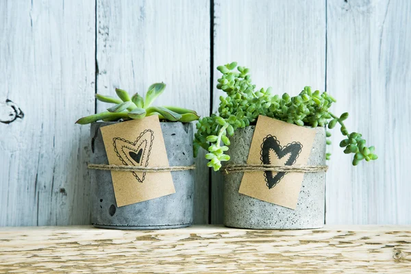 Zwei Sukkulenten im Betontopf und Geschenkanhänger mit handgezeichneten Herzen. lizenzfreie Stockbilder
