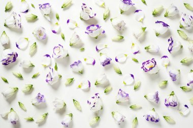 Çiçek kompozisyonu. Beyaz arka planda beyaz çiçeklerden oluşan desen. Bahar, Paskalya, yaz konsepti. Düz yatış, üst görünüm