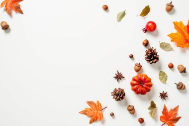 Sonbahar kompozisyonu. Sonbahar yapraklarından yapılmış çerçeve, meşe palamudu, beyaz arka planda çam kozalakları. Düz konum, üst görünüm, kopyalama alanı