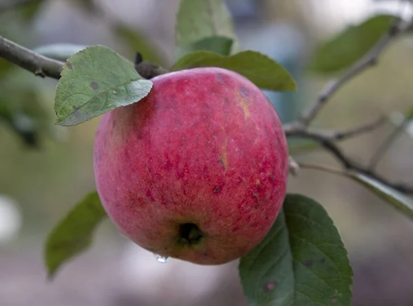 Una Manzana Roja Jugosa Cuelga Una Rama Jardín Primer Plano — Foto de Stock