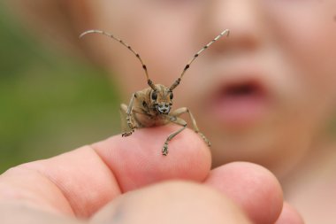 Hand holding a beetle with a child face on background clipart
