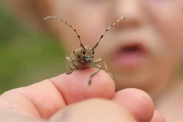 Mano sosteniendo un escarabajo con una cara de niño en el fondo —  Fotos de Stock