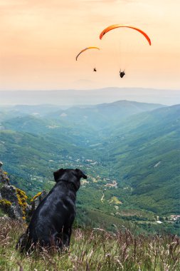Dog whith paragliding clipart