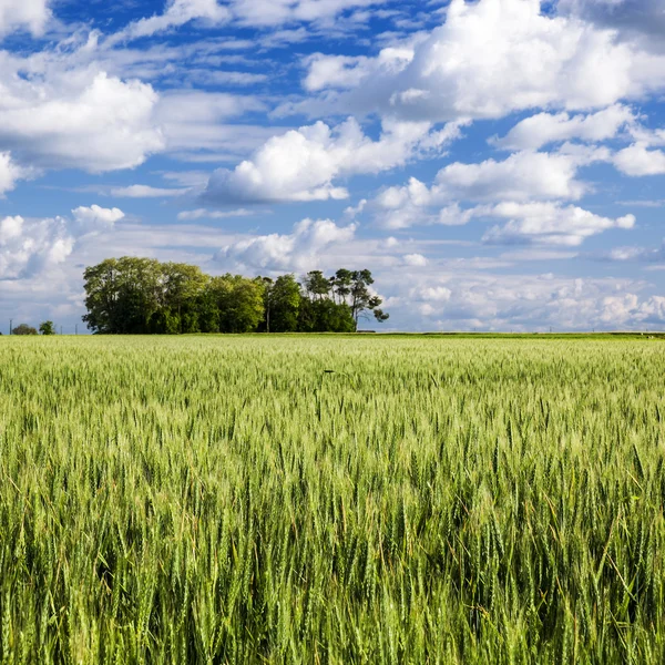 Campo di grano sotto un cielo con nuvole — Foto Stock