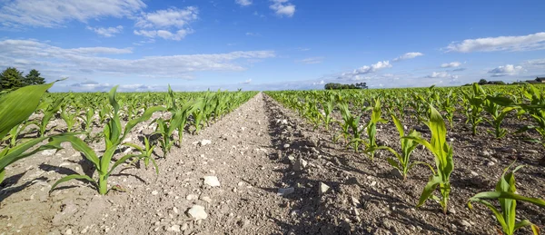 Vue panoramique du champ de maïs en début de saison — Photo