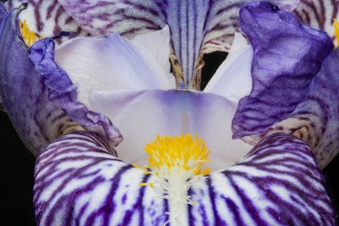 Purple iris on details clipart