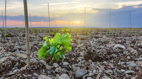 asma büyümek'nde Günbatımı