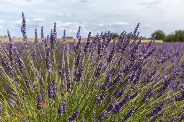 Top of a lavender plan with wheat on the horizon