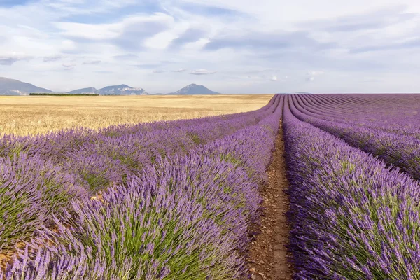Two thirds lavender and wheat tier — Φωτογραφία Αρχείου
