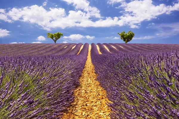 Lavender aisles with two trees on the horizon — Φωτογραφία Αρχείου