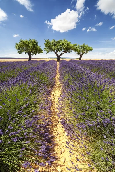 Vertical panorama of a lavender field with three trees — Φωτογραφία Αρχείου