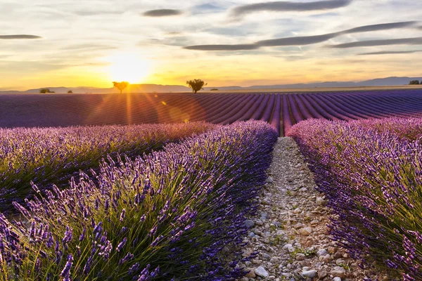 Sunset on a lavender field with two trees — Φωτογραφία Αρχείου
