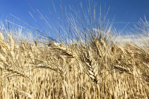 Campos de trigo amarelo — Fotografia de Stock