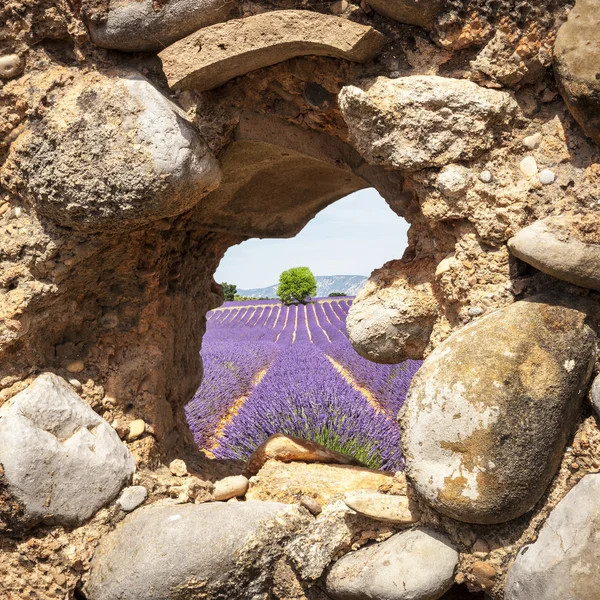 Valensole bir kabin pencereden lavanta alanlar