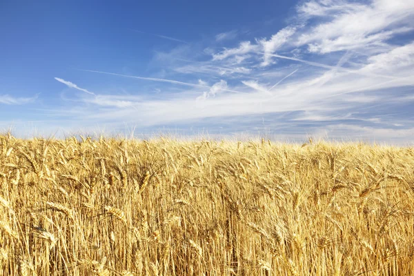 Panorama d'un champ de blé jaune — Photo